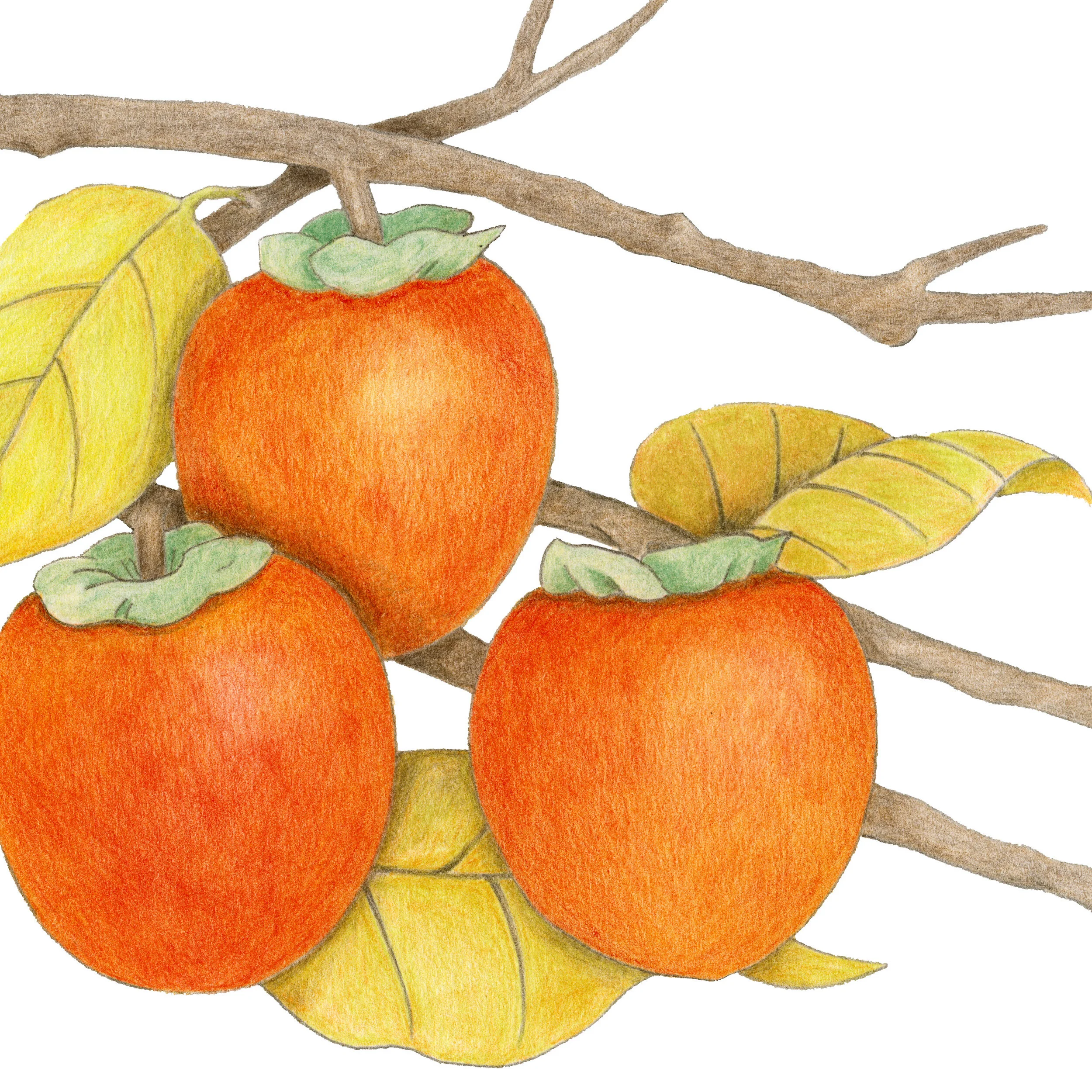 Three Persimmons Botanical — VMazzoni